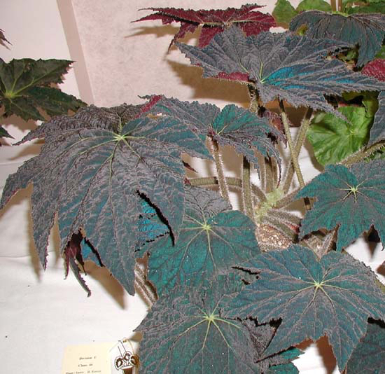 B. ‘Raven’